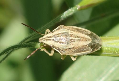 Réf. 359 078 : Aelia acuminata